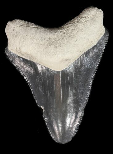 Serrated Megalodon Tooth - Bone Valley, Florida #48679